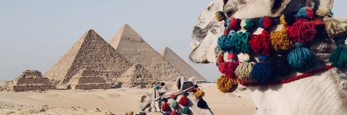 Kamele vor den Pyramiden in Ägypten